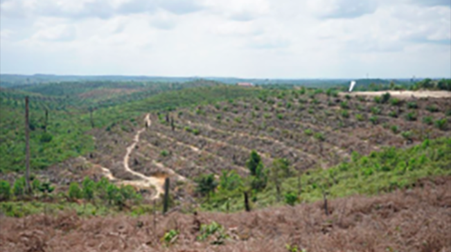 Akhirnya Masyarakat yang Kuasai Kawasan Hutan TNTN Tanpa Hak Kembalikan 415 Lahan Kebun Sawit pada Negara